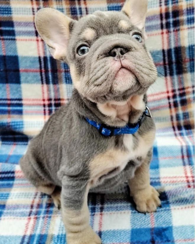 Registrierter Französische Bulldoggenwelpe