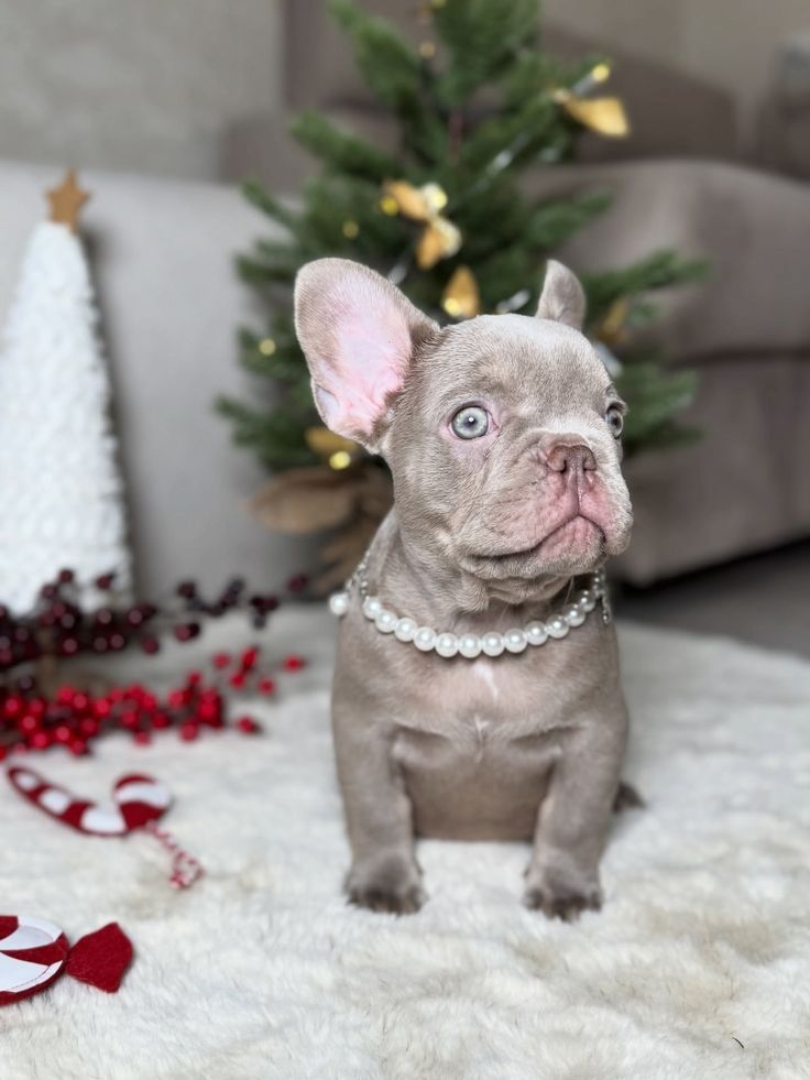 Französische Bulldogge abzugeben