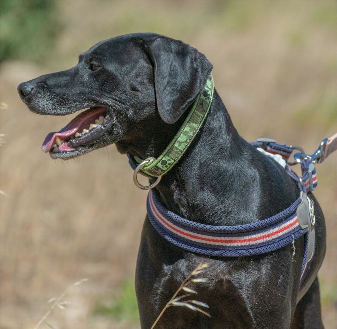 Amadeo - ein guter Kerl