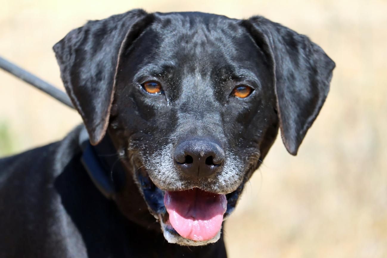 Amadeo - ein guter Kerl