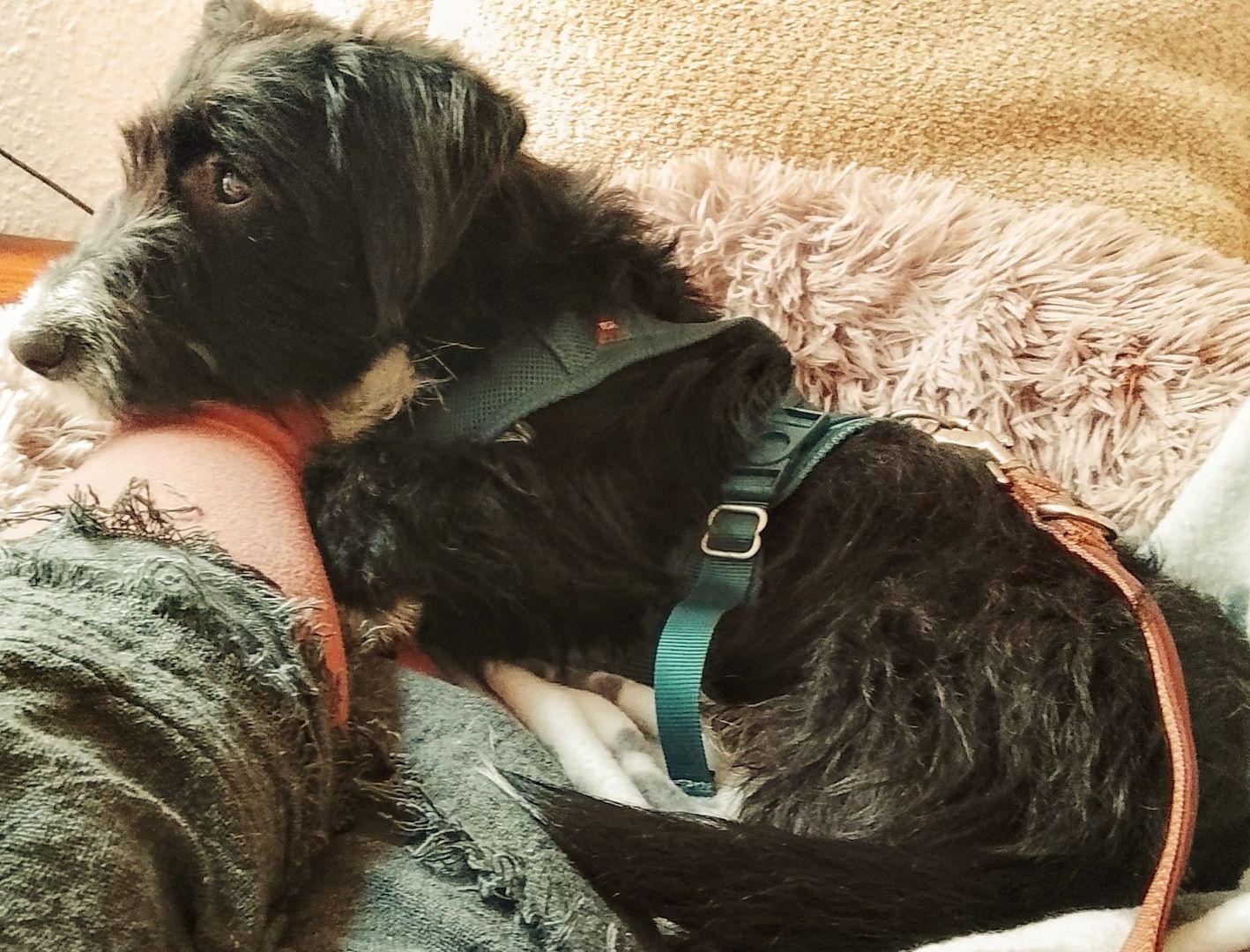 liebe Hündin DRINGEND abzugeben