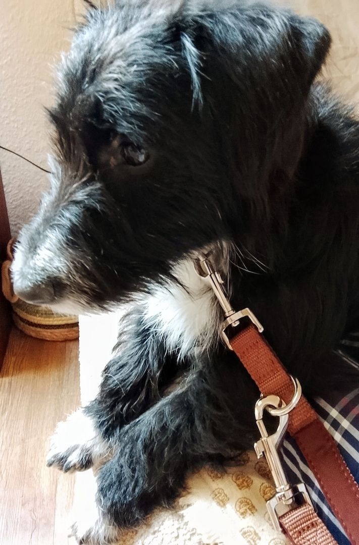 liebe Hündin DRINGEND abzugeben