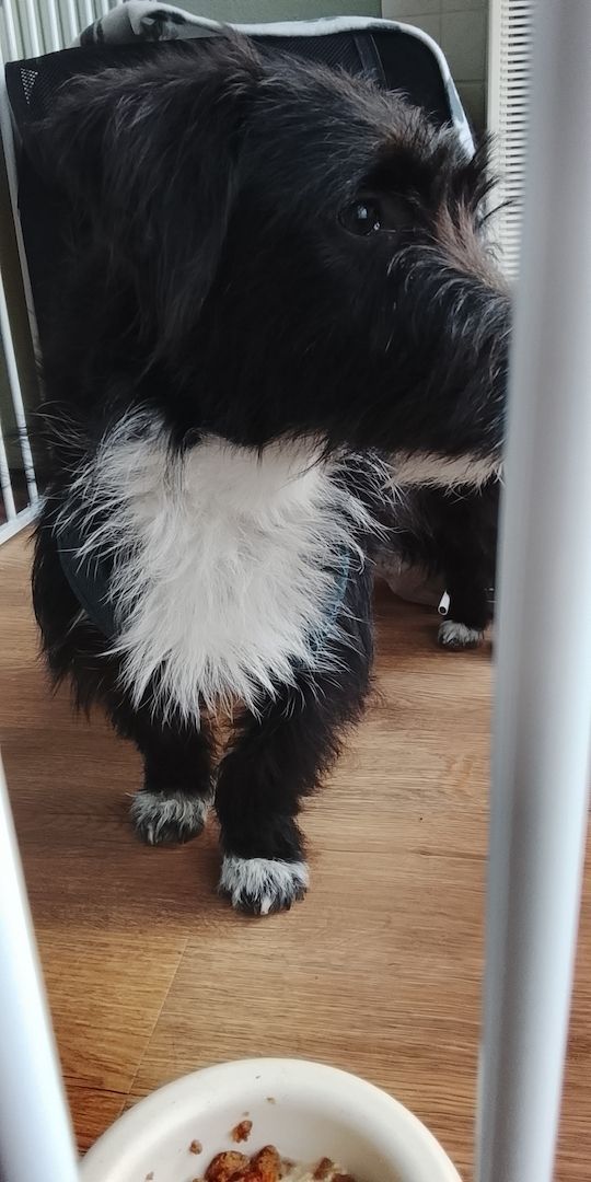 liebe Hündin DRINGEND abzugeben