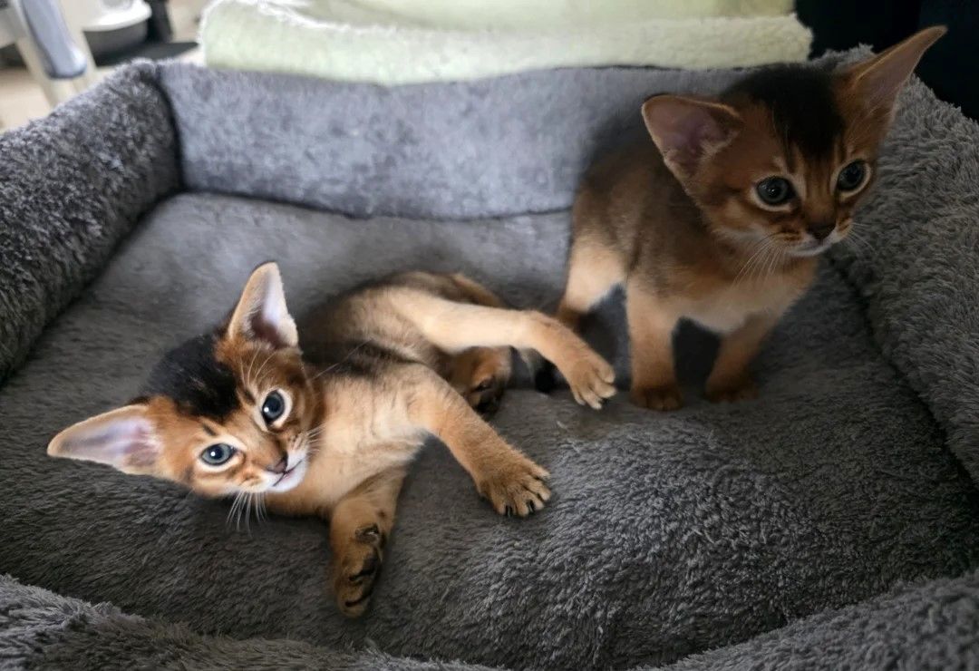 ⭐️⭐️Reinrassige Abessinierkätzchen ⭐️⭐️