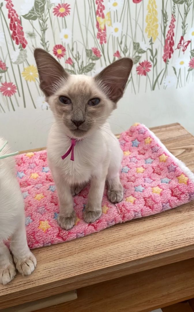 Niedliches und entzückendes Balinesenkätzchen