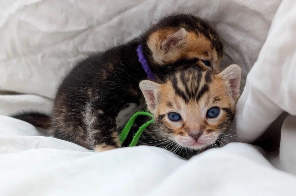 Atemberaubend gesunde Bengalkätzchen