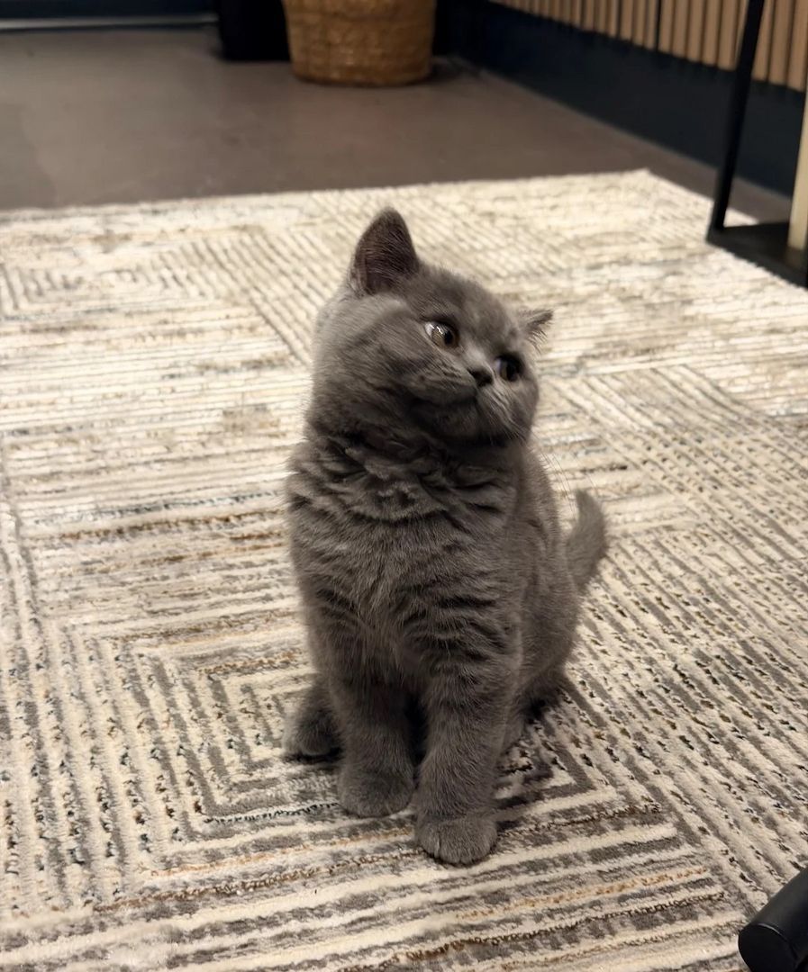 Perfektes, bezauberndes, verspieltes Britisch-Kurzhaar-Kätzchen