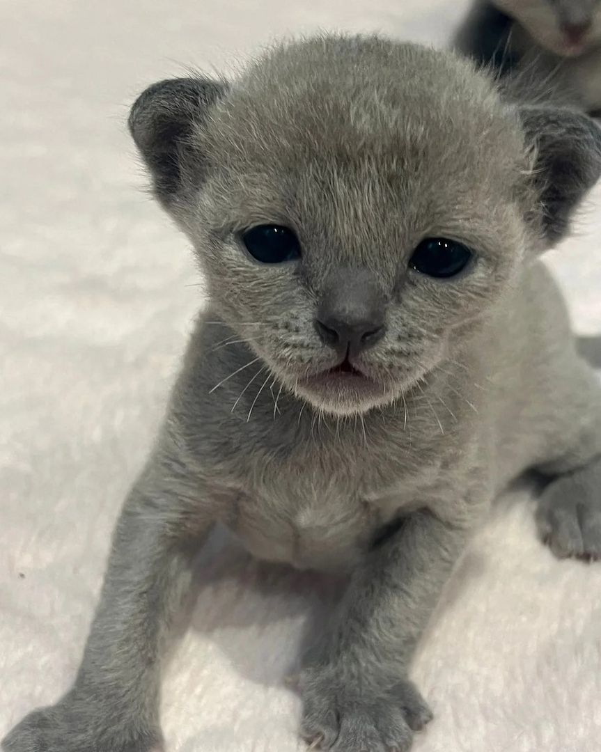 reinrassiger Burma-Kätzchen