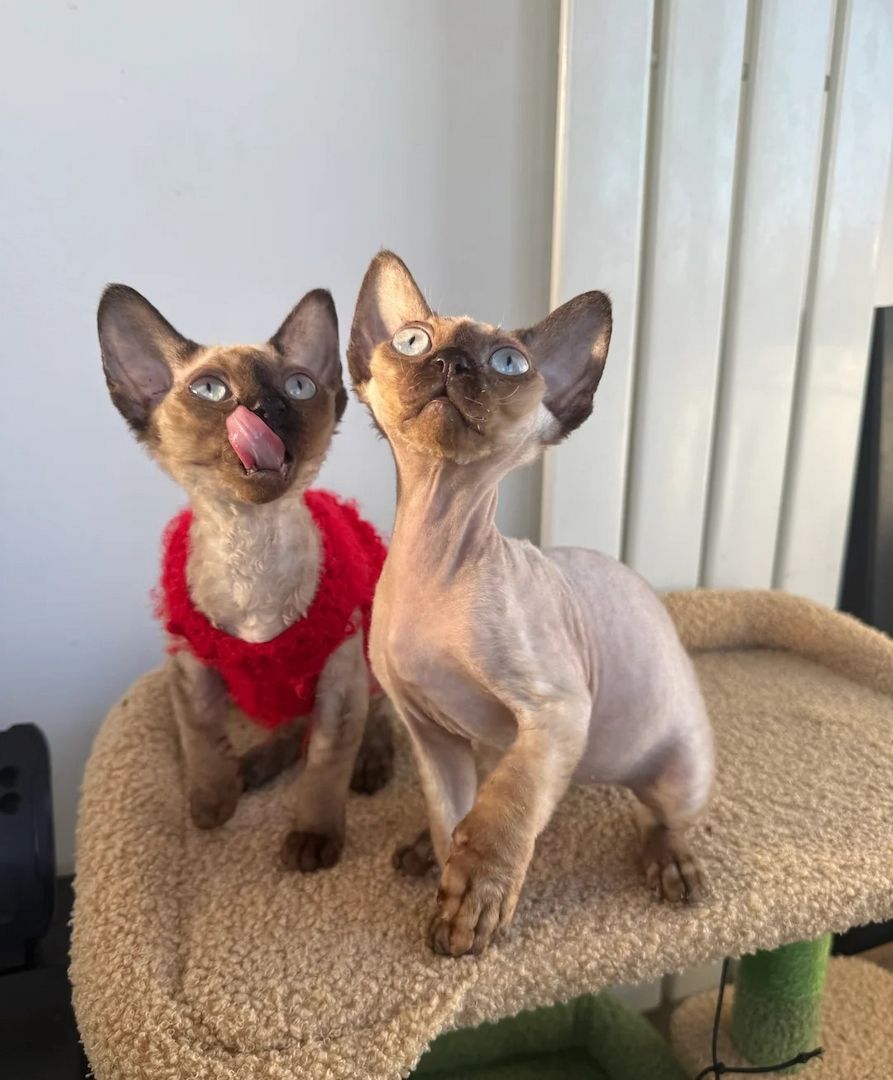 Devon Rex Kätzchen