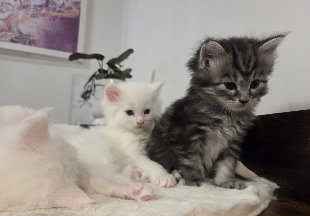 3 Maine-Coon-Kätzchen, 1 Mädchen, 2 Jungen