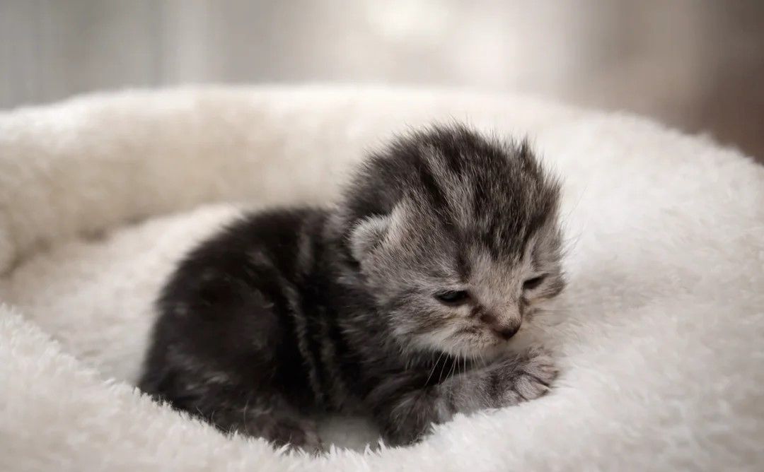 Norwegische Waldkatzen zu verkaufen