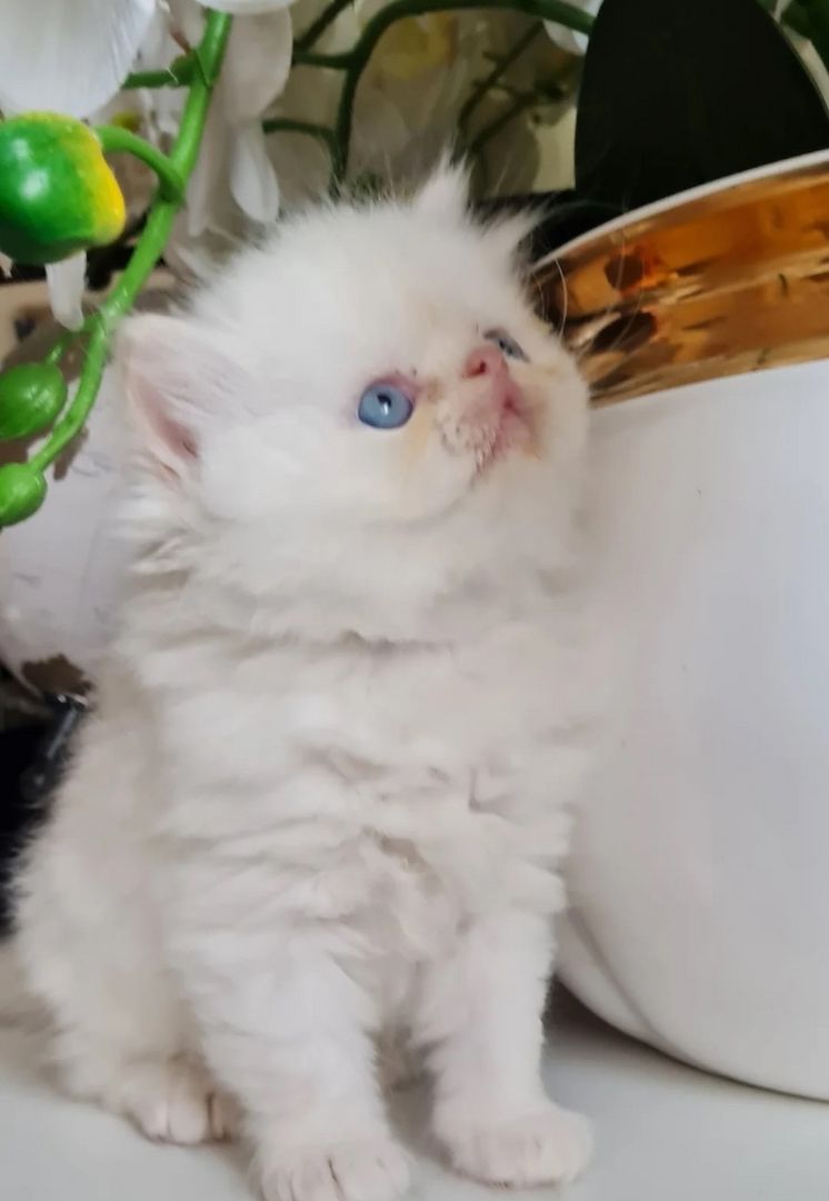 Bezaubernde Perserkätzchen abzugeben