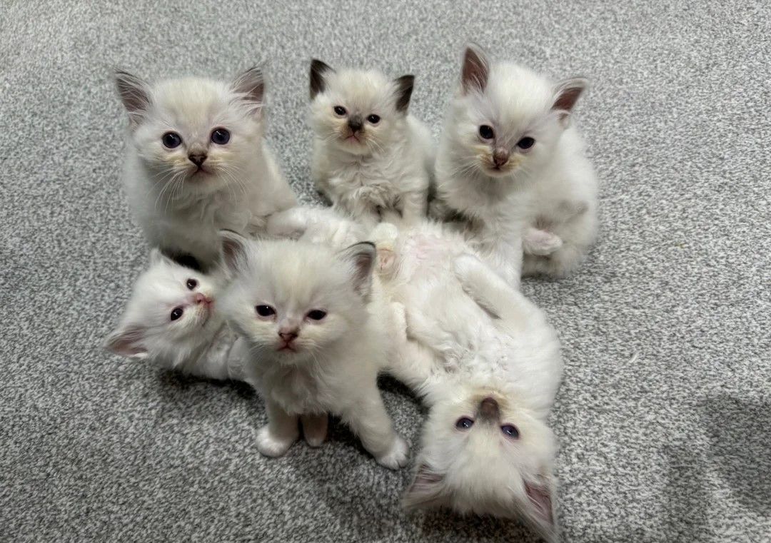 REINARTIGE RAGDOLL-KÄTZCHEN