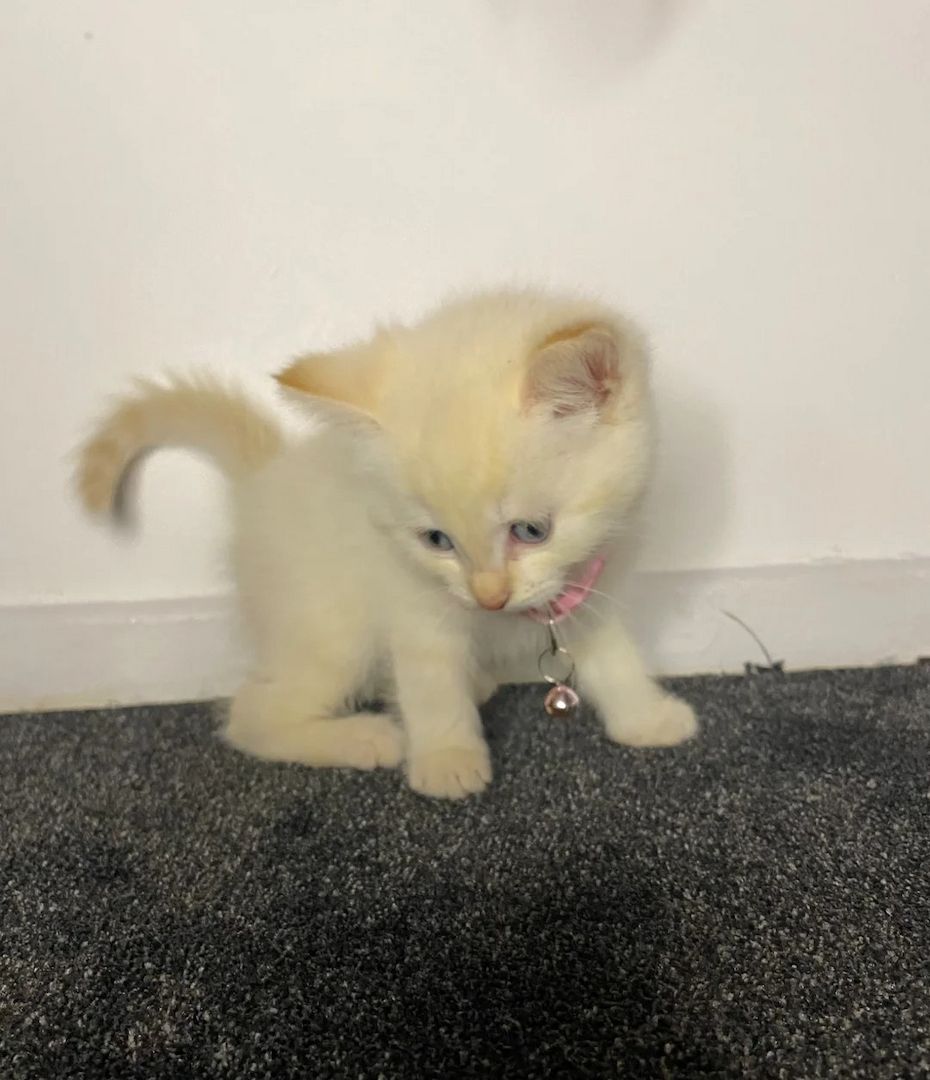 Flauschiges Siamkätzchen mit Flame-Point-Zeichnung