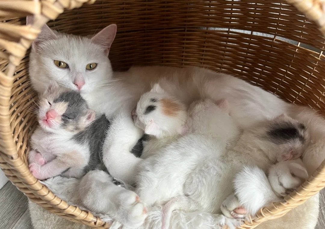 Wunderschöne türkische Angorakatzen