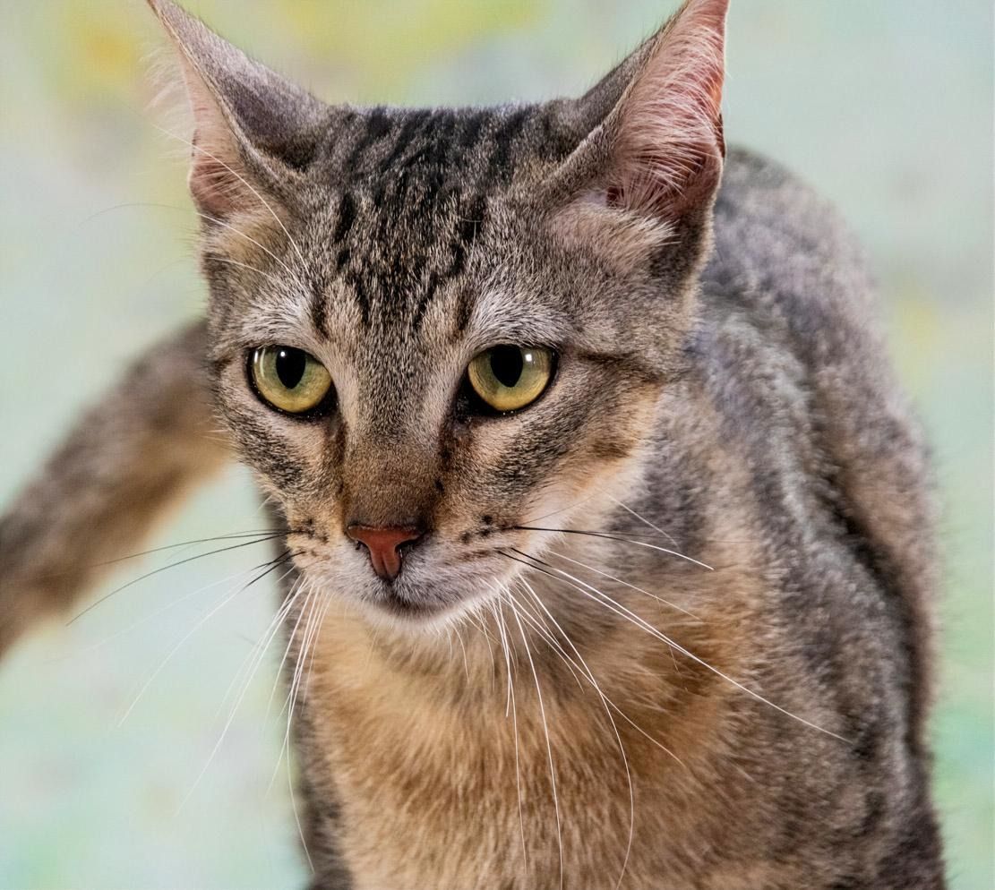 Manel - jung und verspielt