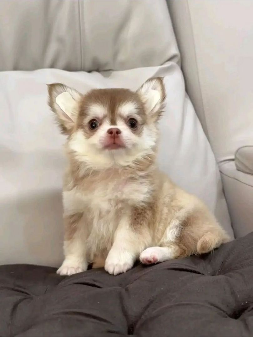 Wunderschöne Chihuahua-Welpen suchen ein neues Zuhause