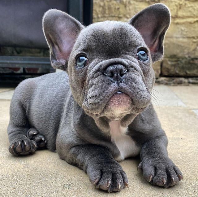 Französische Bulldogge Welpen mit Ahnentafel abgabebereit