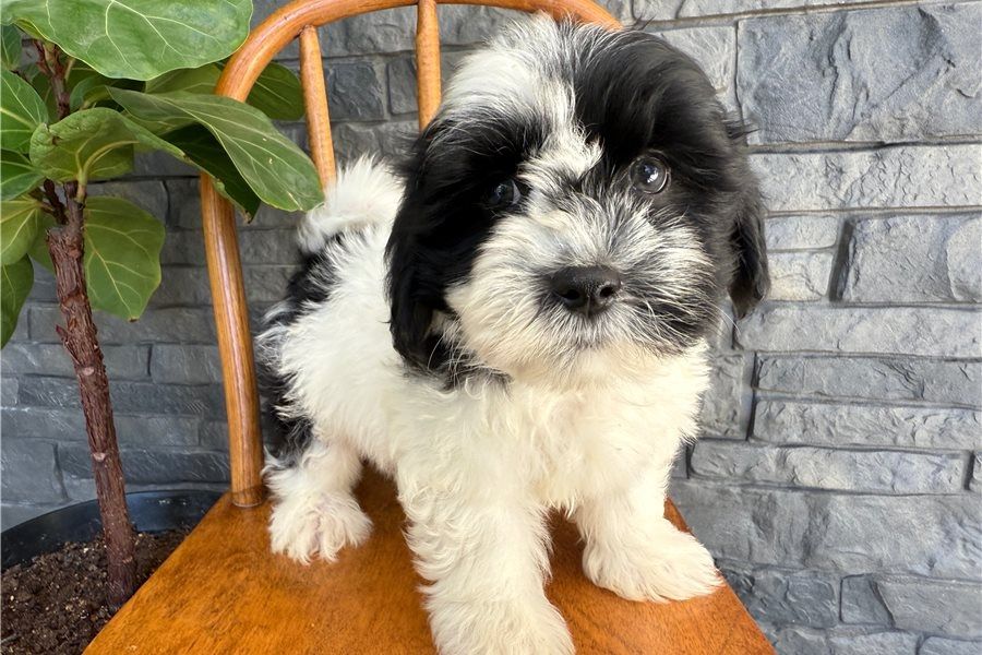 🐾 Bezaubernde Havaneser-Welpen suchen ein liebevolles Zuhause 🐾