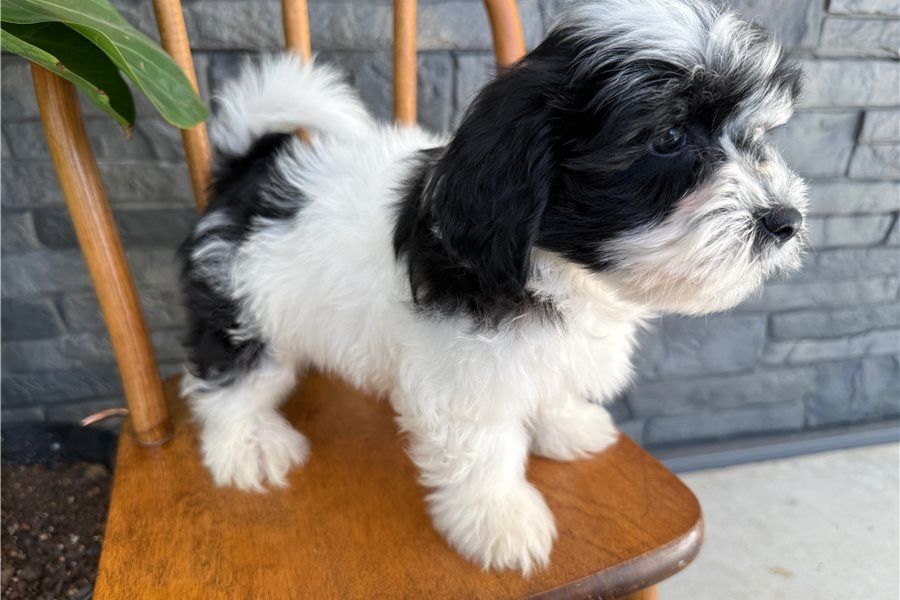 🐾 Bezaubernde Havaneser-Welpen suchen ein liebevolles Zuhause 🐾