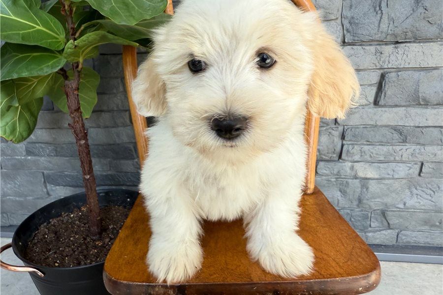 🐾 Bezaubernde Havaneser-Welpen suchen ein liebevolles Zuhause 🐾