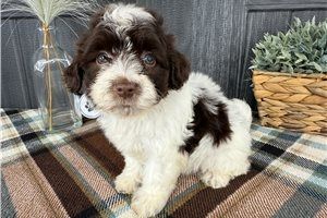 🐾 Bezaubernde Havaneser-Welpen suchen ein liebevolles Zuhause 🐾