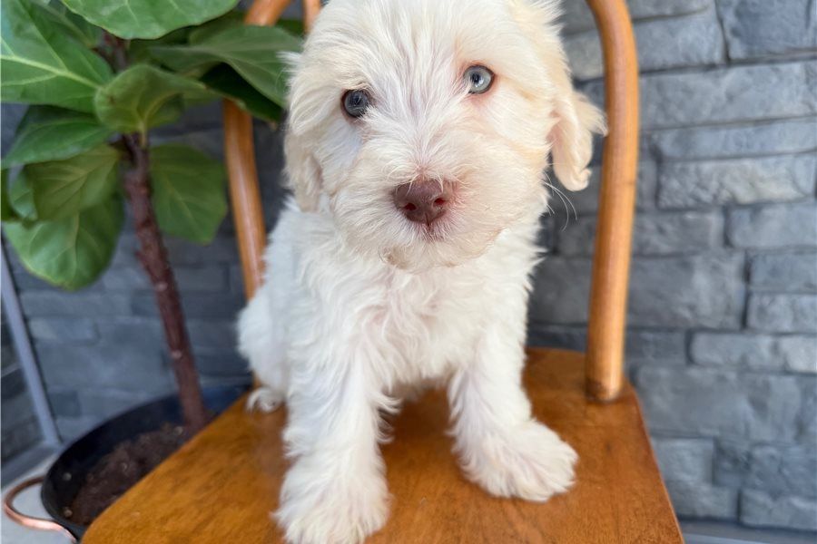 🐾 Bezaubernde Havaneser-Welpen suchen ein liebevolles Zuhause 🐾