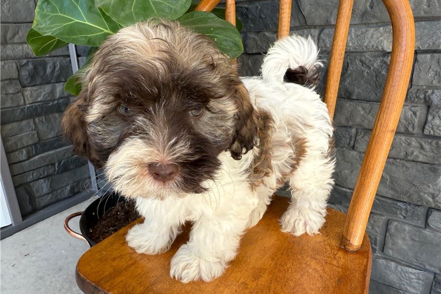 🐾 Bezaubernde Havaneser-Welpen suchen ein liebevolles Zuhause 🐾