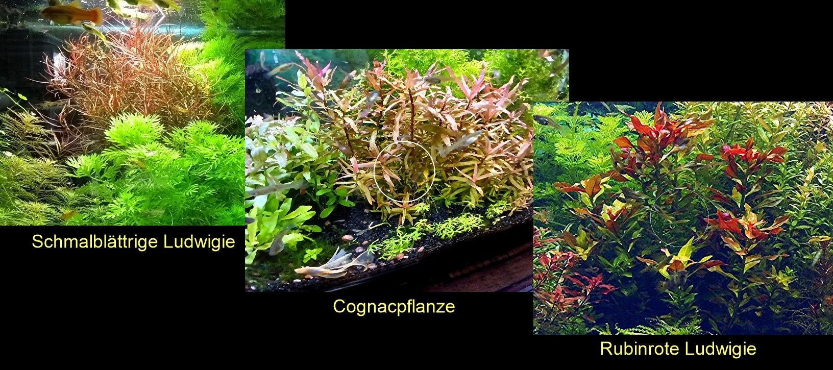 Schmalbl. Ludwigie, Cognacpflanze, Rubinrote Ludwigie (ab 4€)