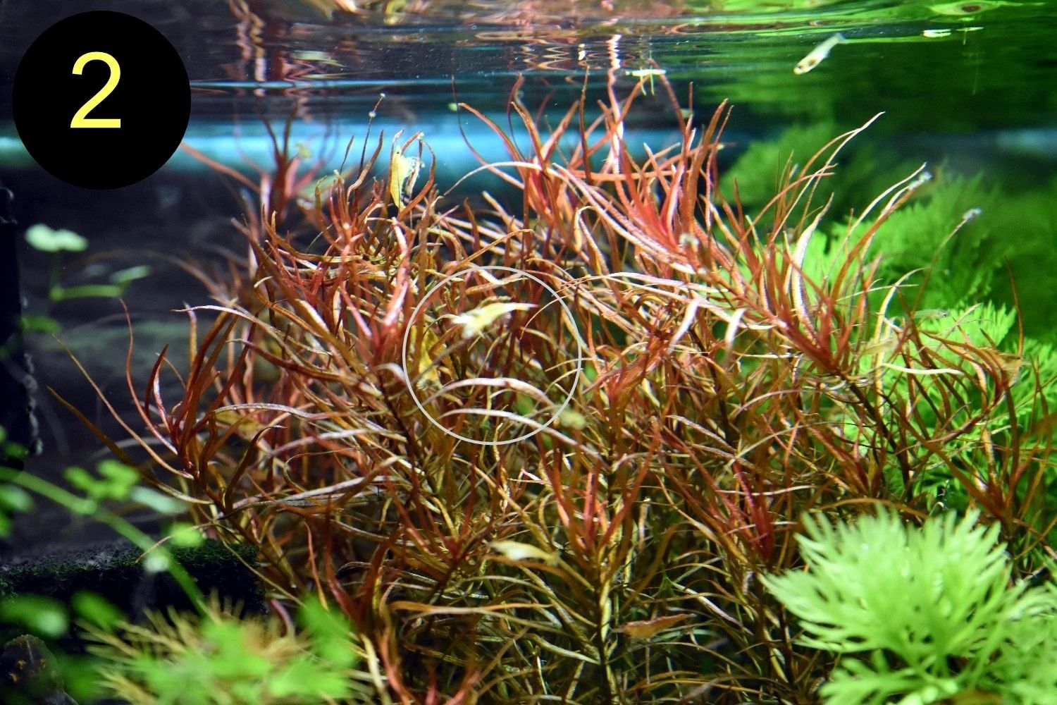 Schmalbl. Ludwigie, Cognacpflanze, Rubinrote Ludwigie (ab 4€)