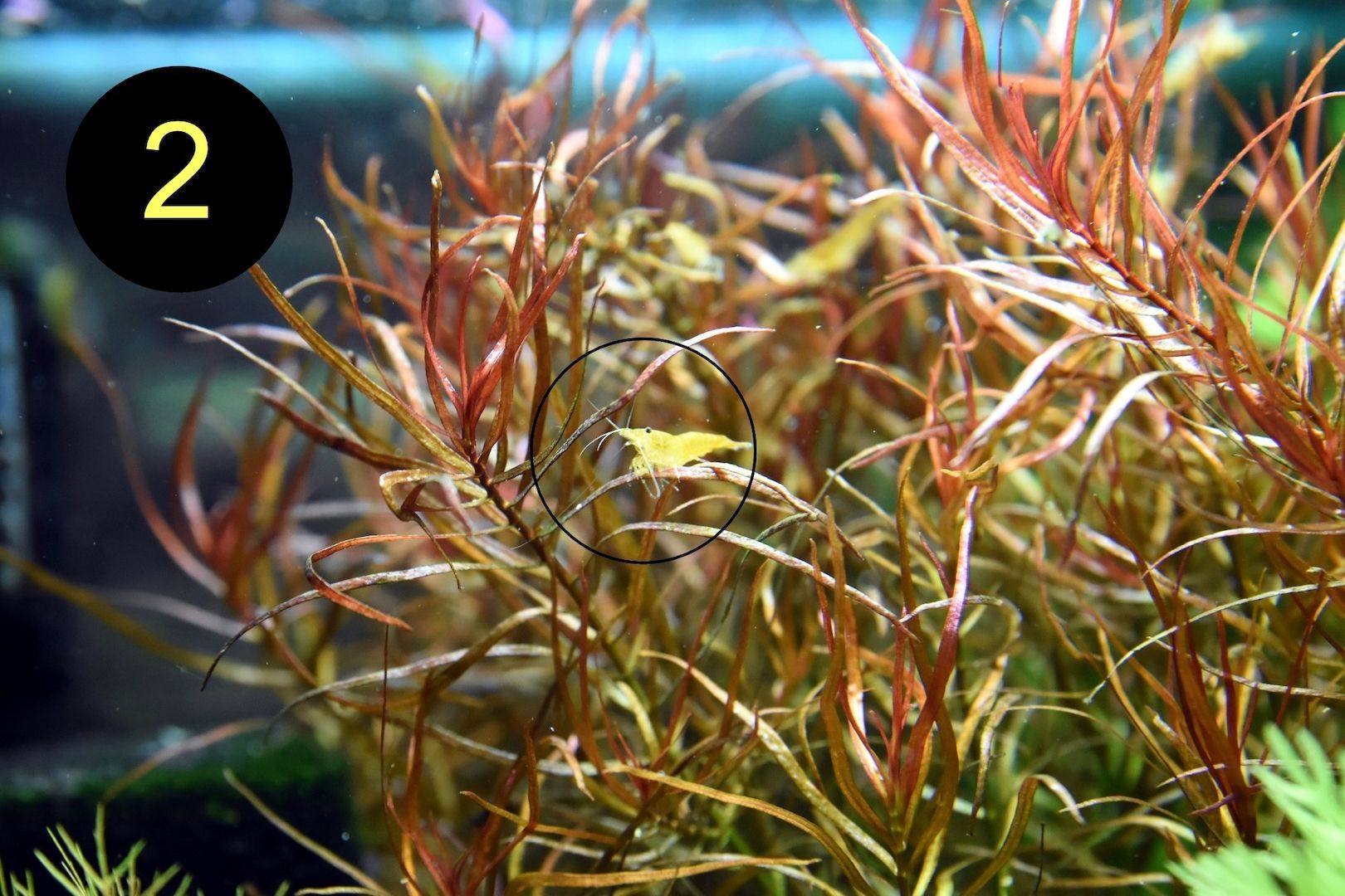 Schmalbl. Ludwigie, Cognacpflanze, Rubinrote Ludwigie (ab 4€)