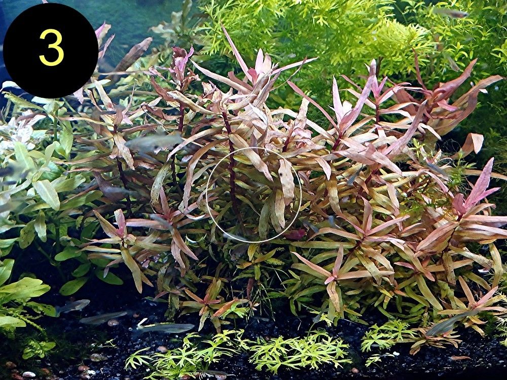 Schmalbl. Ludwigie, Cognacpflanze, Rubinrote Ludwigie (ab 4€)