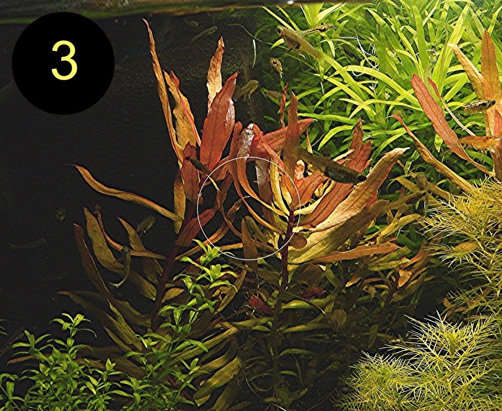 Schmalbl. Ludwigie, Cognacpflanze, Rubinrote Ludwigie (ab 4€)