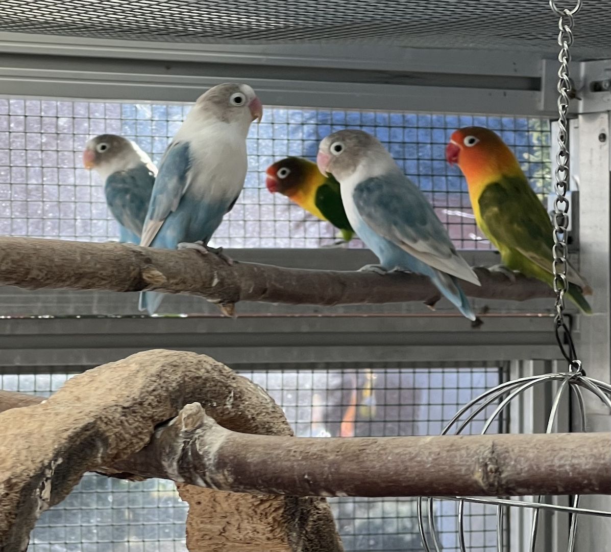 Agaporniden-Papageien