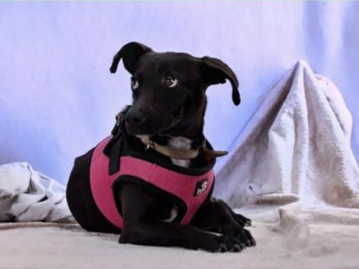 Marisa - ein liebes Mädchen