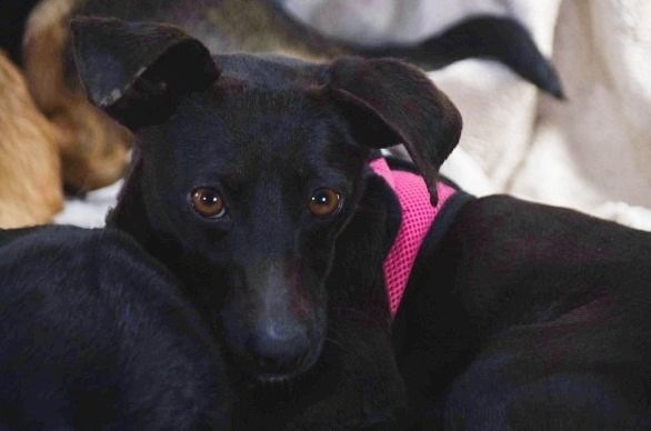 Marisa - ein liebes Mädchen