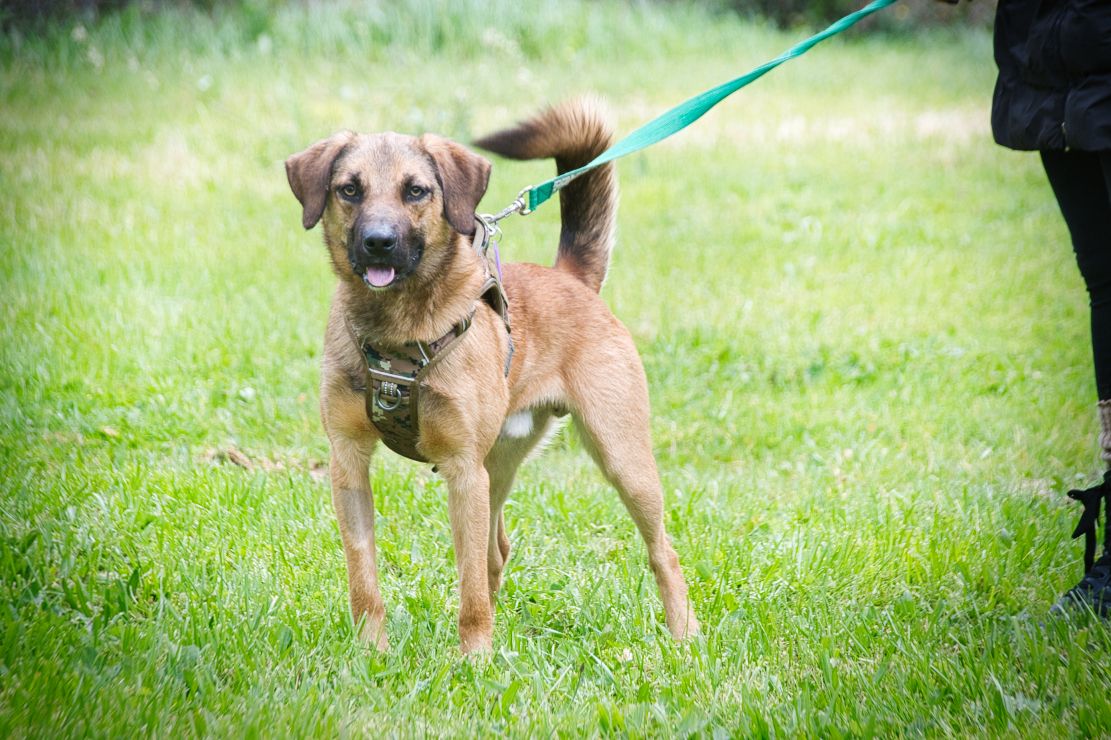 Sweet - junger Wirbelwind mit Herz