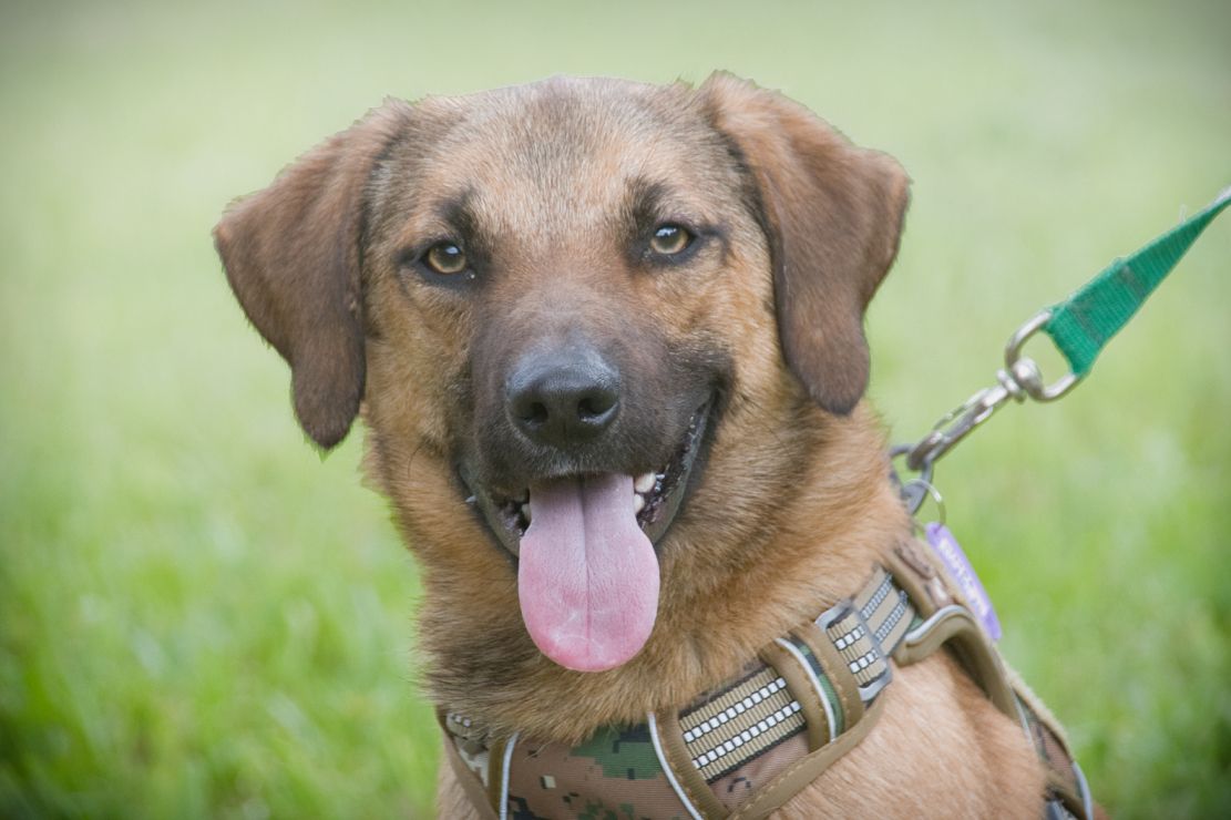 Sweet - junger Wirbelwind mit Herz