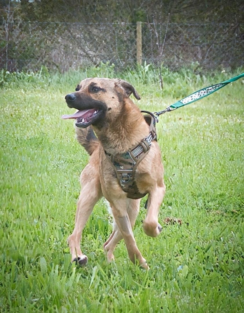 Sweet - junger Wirbelwind mit Herz