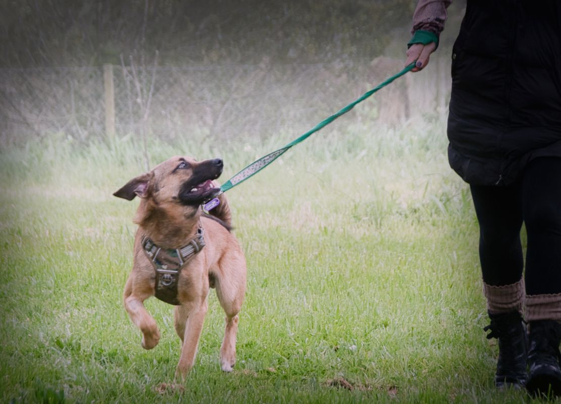 Sweet - junger Wirbelwind mit Herz