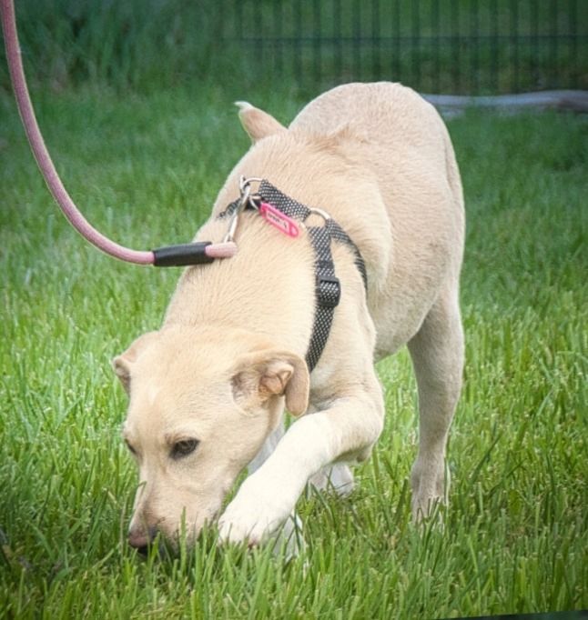 Ronaldo - ein junger Sunnyboy