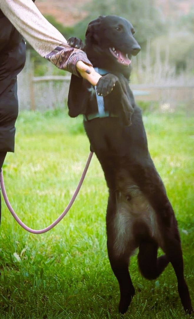 Lloyd - ein liebevoller Schmuser