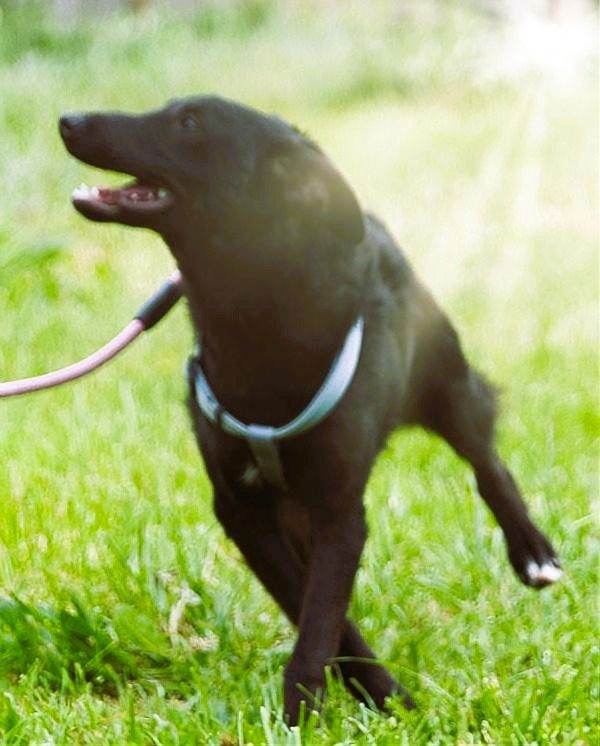 Lloyd - ein liebevoller Schmuser