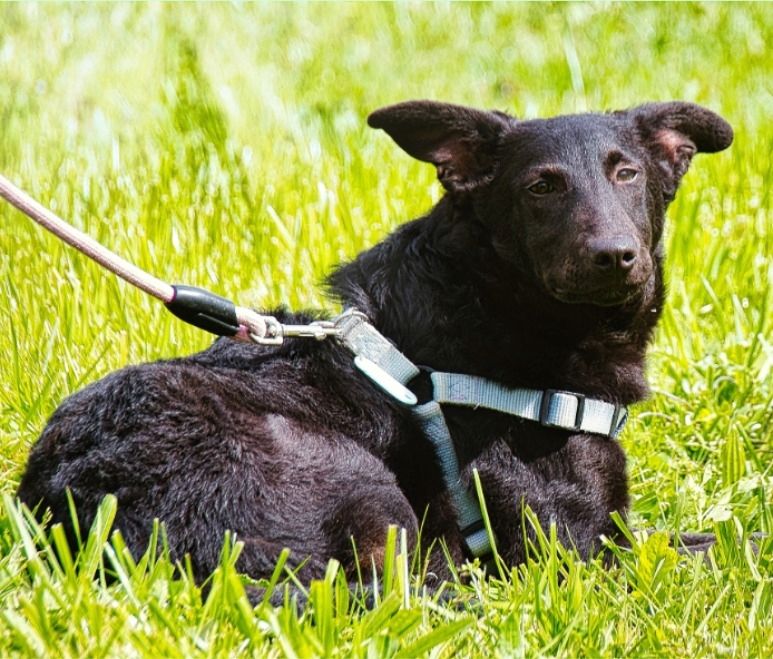 Lloyd - ein liebevoller Schmuser