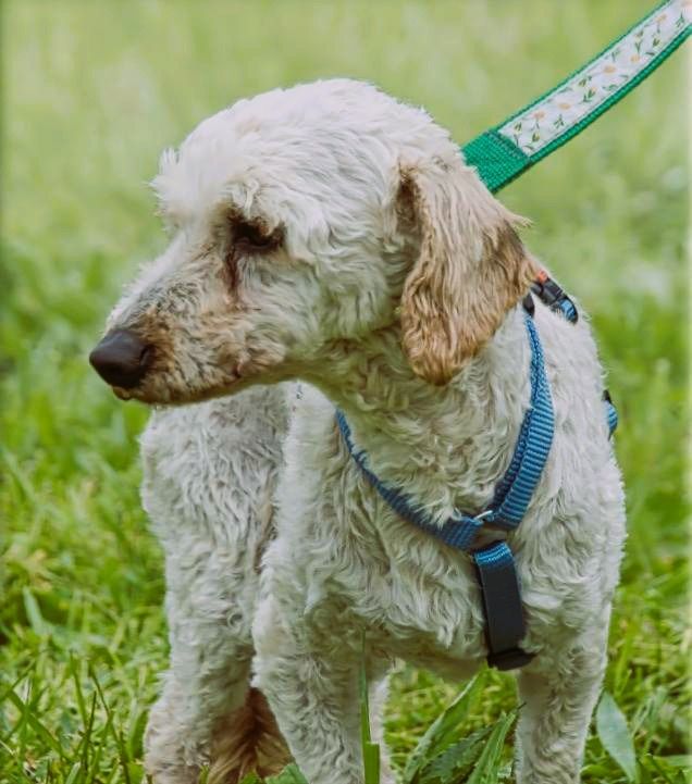 Bunny - ein liebenswerter Pudelmix