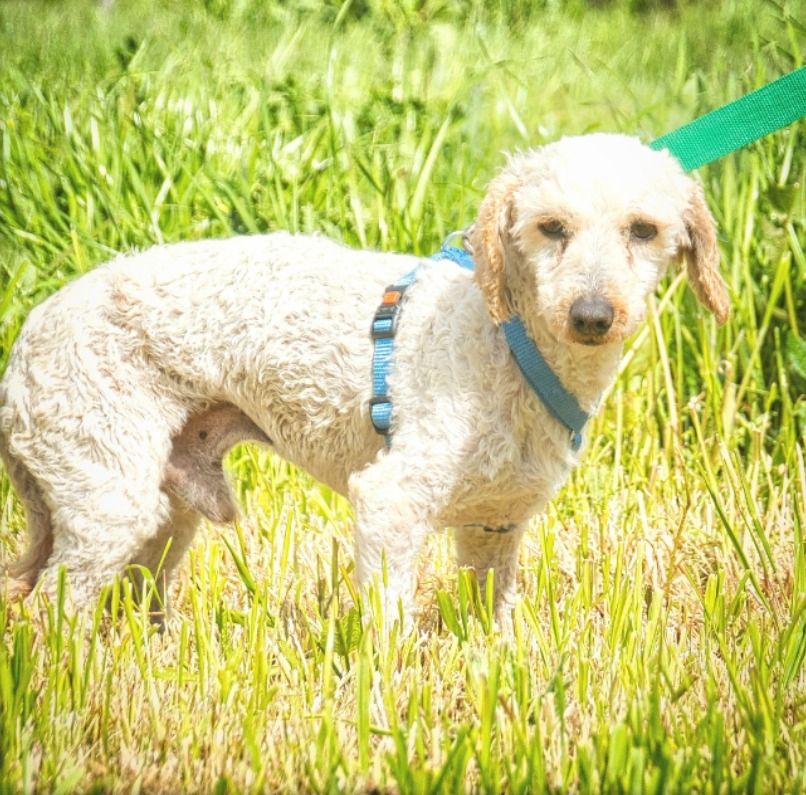 Bunny - ein liebenswerter Pudelmix