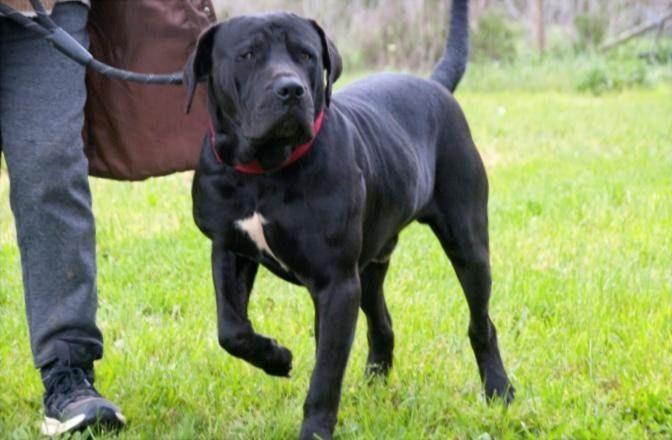 Zeus - ein beeindruckender Prachtkerl