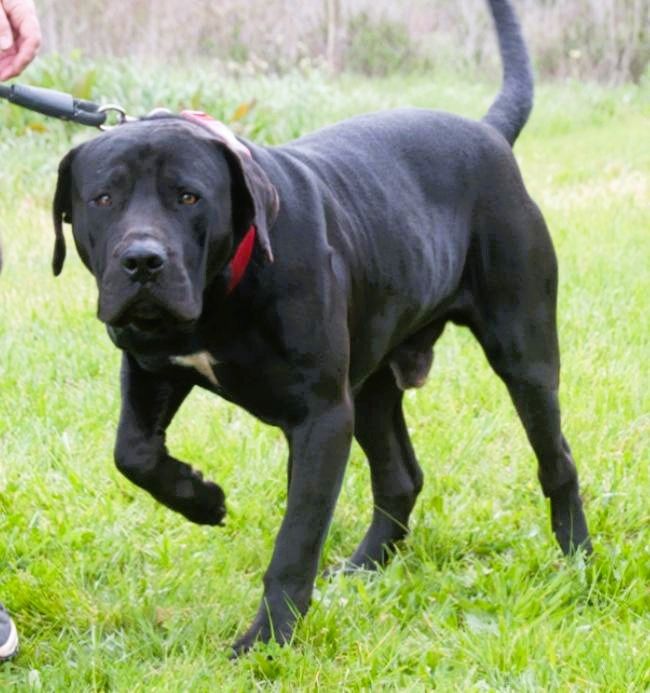 Zeus - ein beeindruckender Prachtkerl