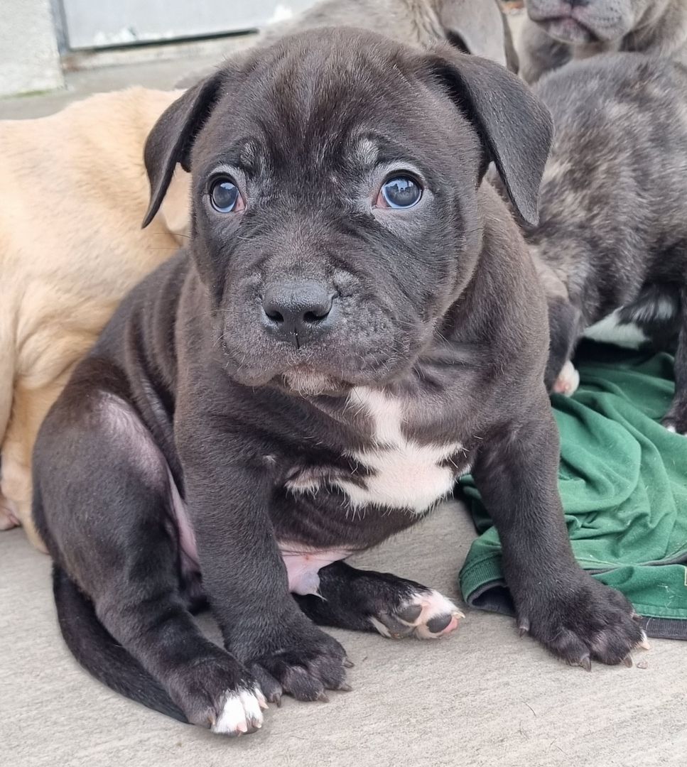 American Bullys suchen ein Zuhause