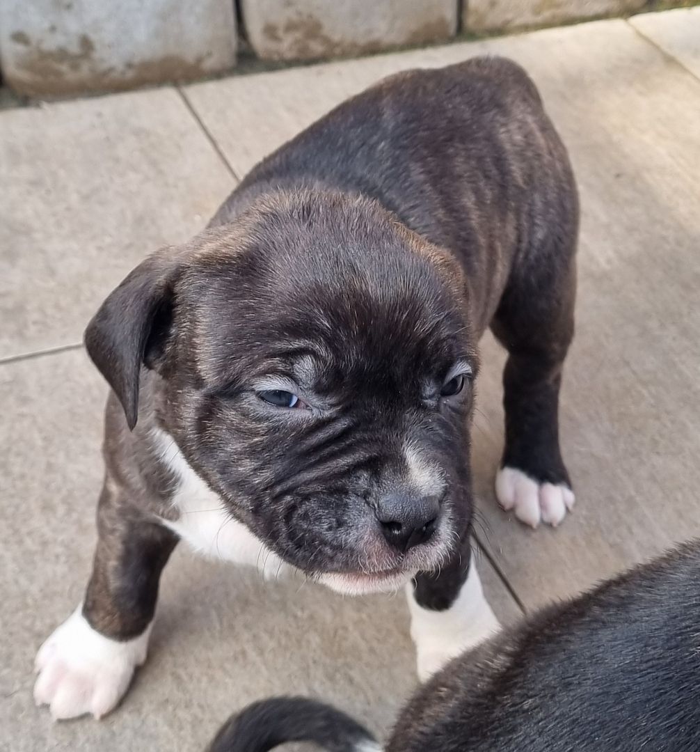 American Bullys suchen ein Zuhause